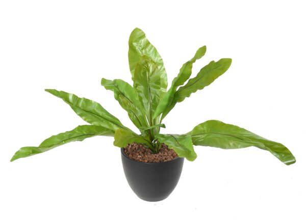 ASPLENIUM Artificiel