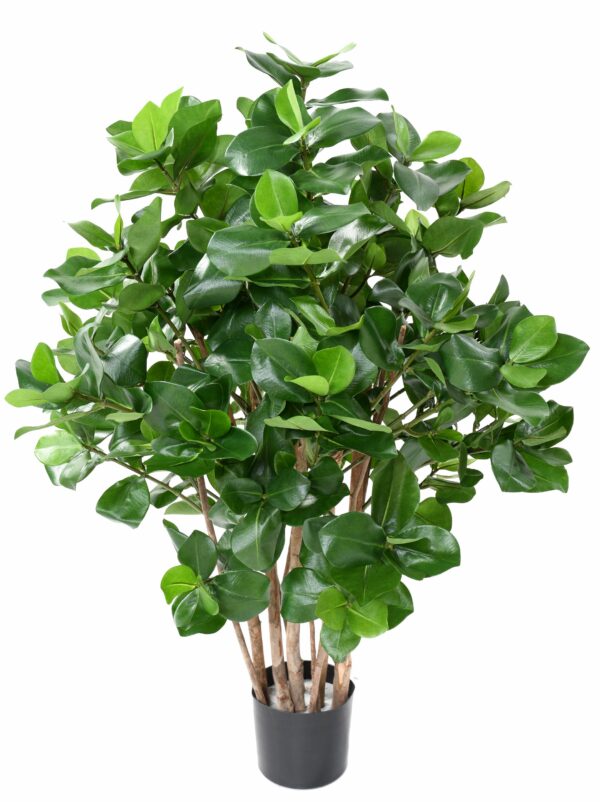 CLUSIA Buisson