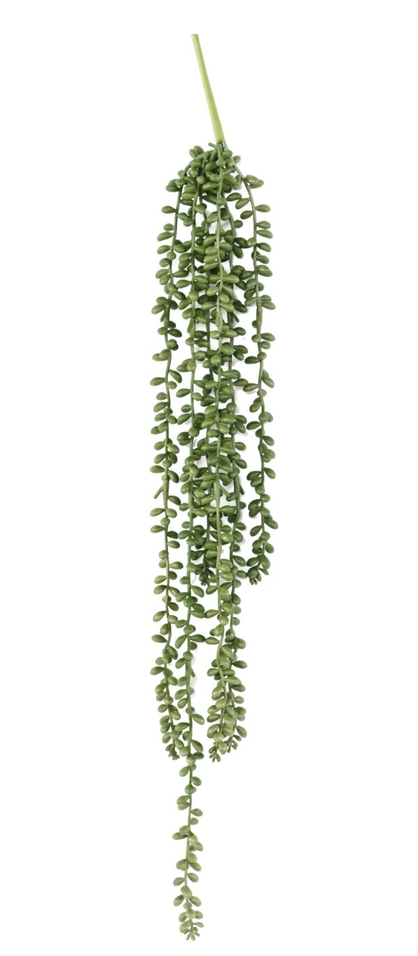 CRASSULA KLEINIA