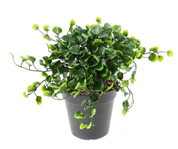 Dichondra Artificiel