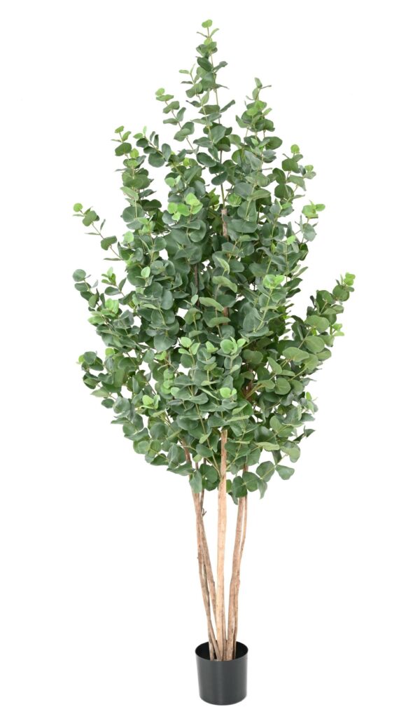 EUCALYPTUS GUNNII BUISSON Artificiel