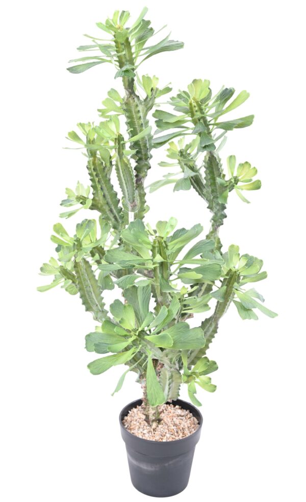EUPHORBE LACTEE Artificiel