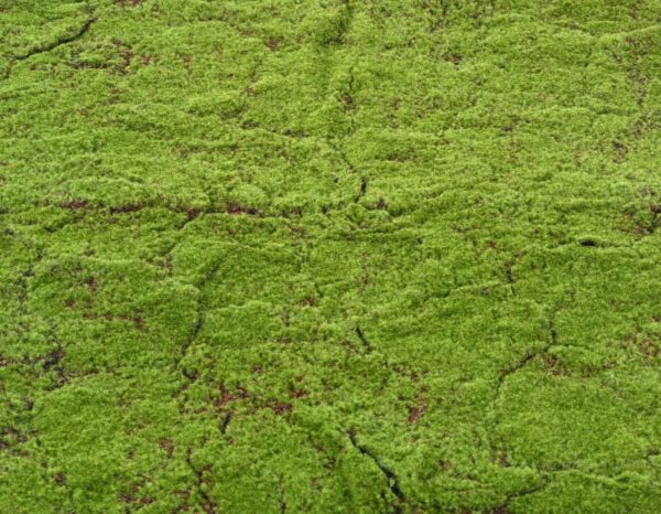 MOUSSE DES BOIS Artificielle