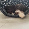 NICHE A CHIEN – Image 2