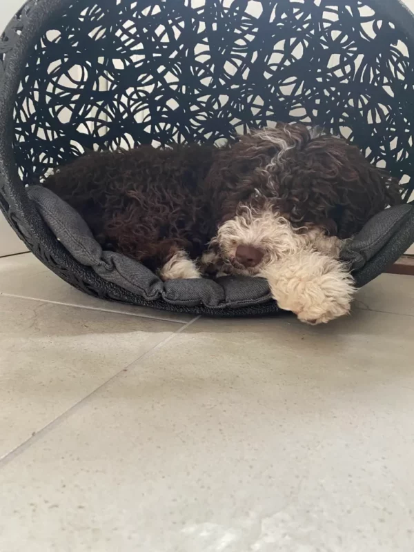 NICHE A CHIEN – Image 2