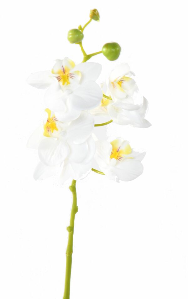 PHALAENOPSIS Artificiel