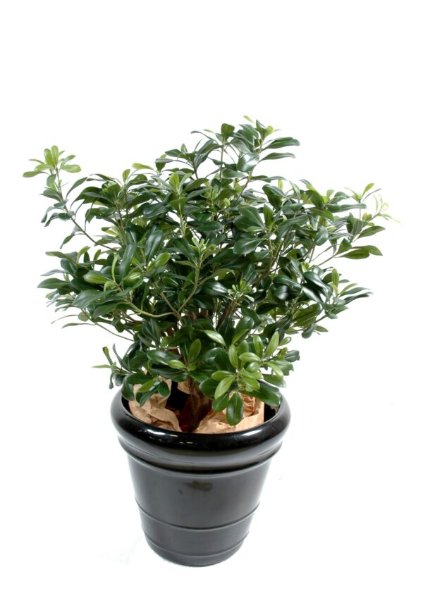 PITTOSPORUM BUISSON Artificiel