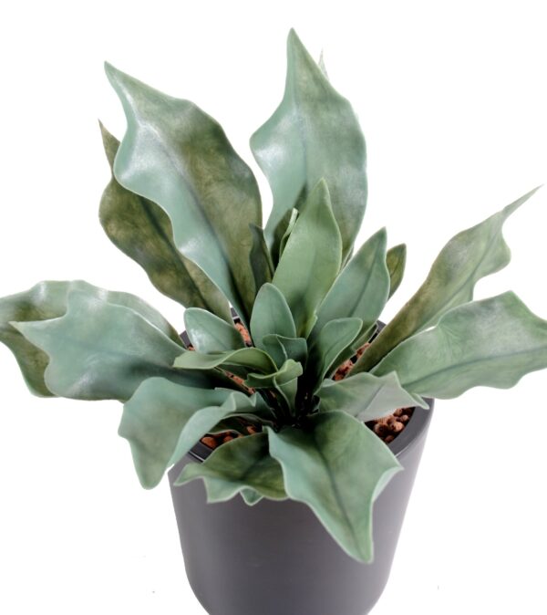 PLATYCERIUM Artificiel